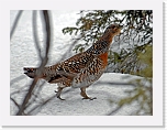 koppelo_female capercailzie1 * 640 x 475 * (118KB)